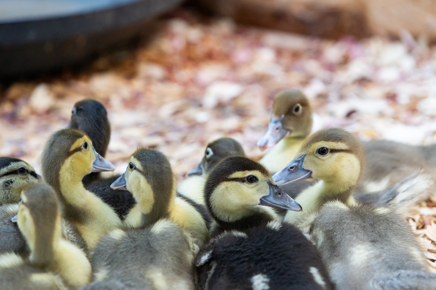 Baby ducks standing in natural wooden bedding on an organic farm at Bereishis The Farm, located at 10675 Chatsworth Hwy, Ellijay, Georgia 30540. Guests can book a yurt stay and enjoy animal visits and farm tours.
