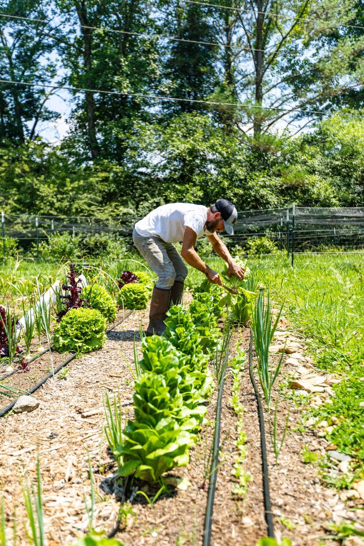 A farmer harvesting fresh green lettuce in a field at 10675 Chatsworth Hwy, Ellijay, Georgia 30540, with rows of crops stretching into the background under a bright sky.