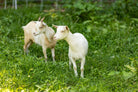 Adorable small goat in the foreground with another goat in the background, surrounded by lush, green grass at Bereishis The Farm, an organic farm in Ellijay, GA offering farm stays, tours, and photoshoots.