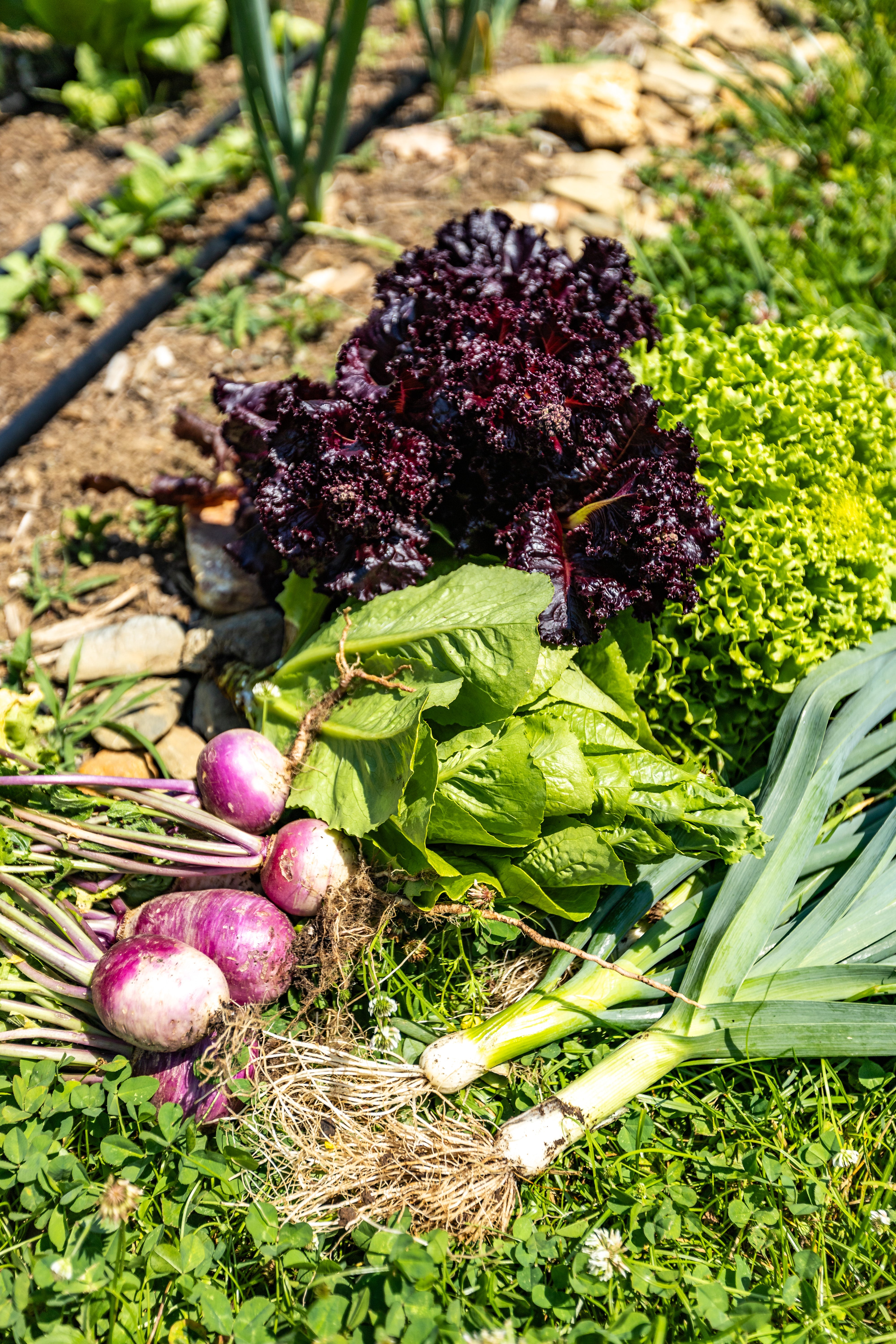 Fresh organic beets, lettuce, and leeks at Bereishis The Farm Store, 10675 Chatsworth Hwy, Ellijay, GA 30540 – A fully organic farm offering the best local produce.
