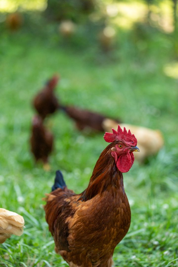 A red chicken roams freely in the lush, green fields of Bereishis The Farm, a fully organic farm in Ellijay, GA. Visitors can enjoy farm stays, tours, and photoshoot opportunities at this beautiful farm located at 10675 Chatsworth Hwy.
