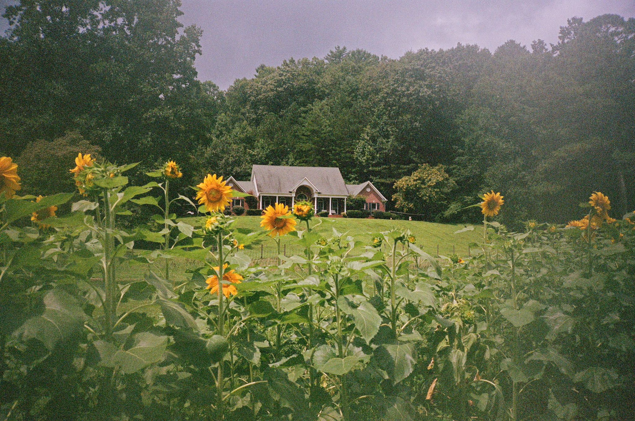 A breathtaking sunflower field on a farm in Ellijay, Georgia, available for overnight stays. The golden blooms stretch across the landscape, offering a peaceful and picturesque retreat at 10675 Chatsworth Hwy